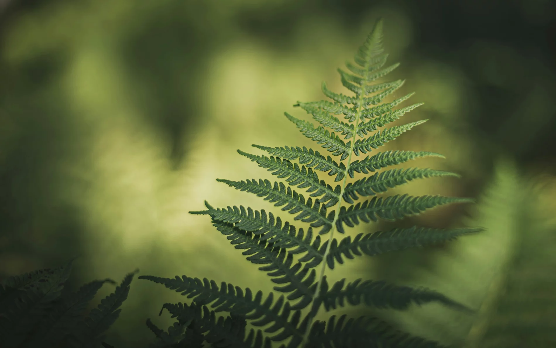 fern