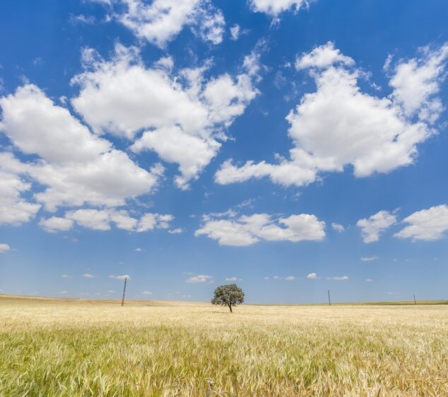 Small tree in big field