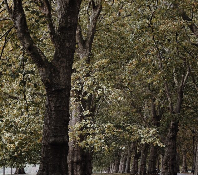 Trees in a park