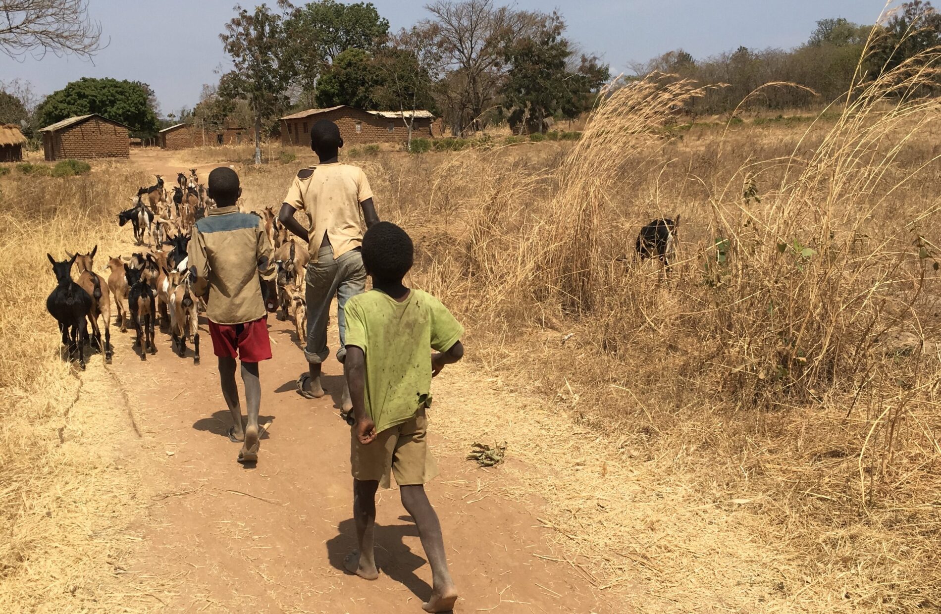 Children goat herding