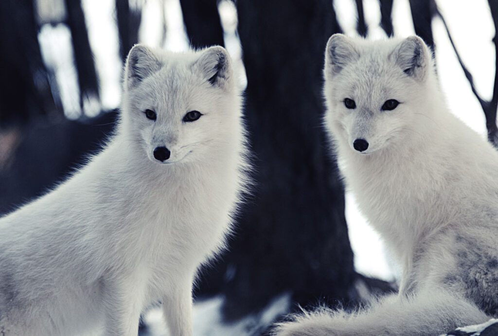 Arctic foxes