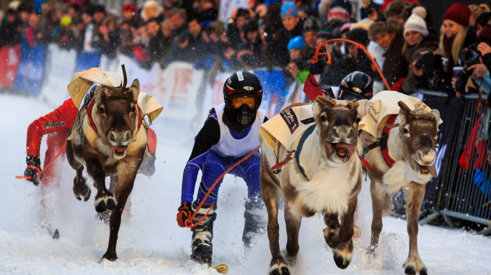 Reindeer racing at the annual Sami Week in Tromsø, Norway