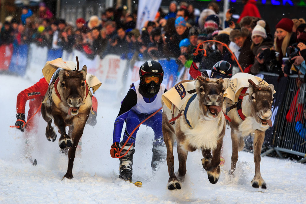 Reindeer racing at the annual Sami Week in Tromsø, Norway