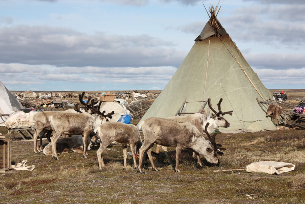 Reindeer