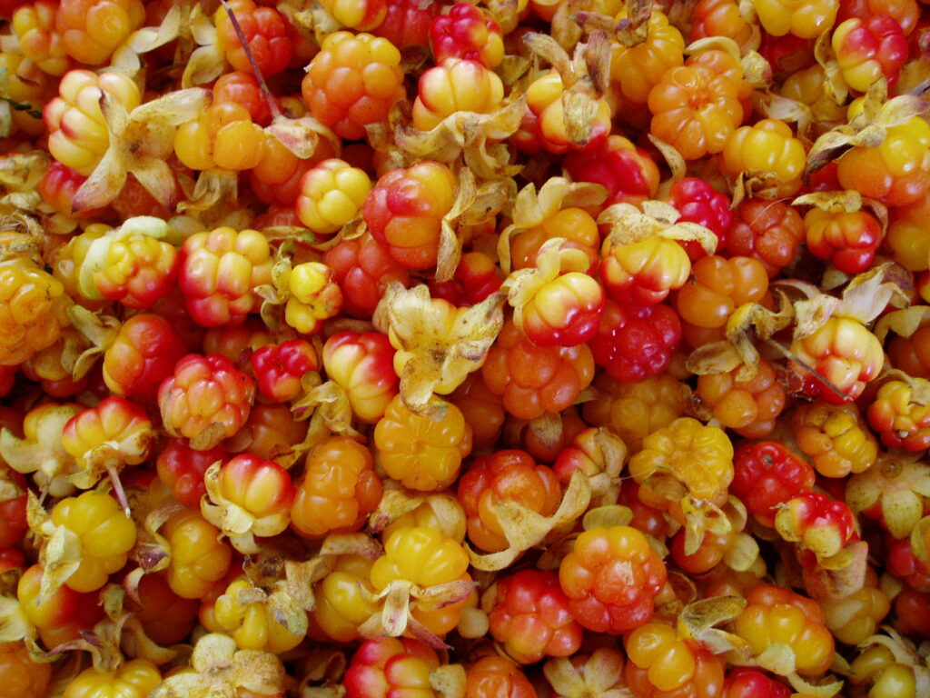 Arctic cloudberry
