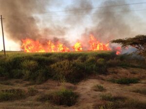 burning sugarcane harvesting process Malawi