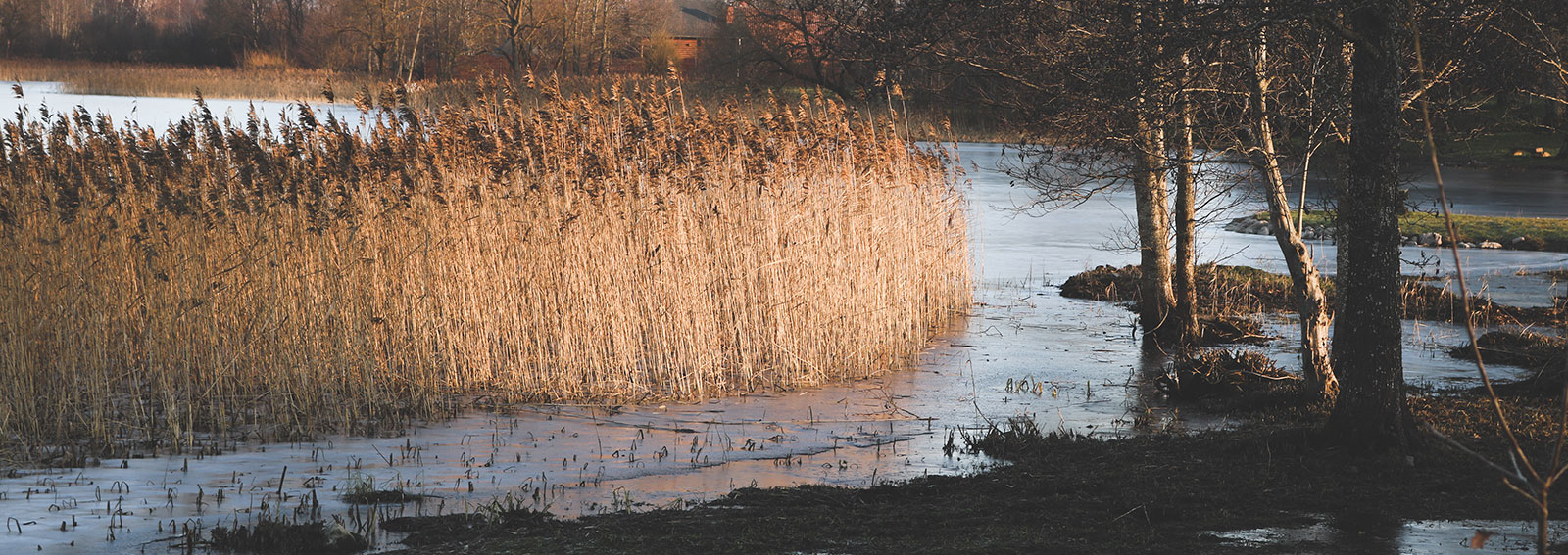 Wetlands