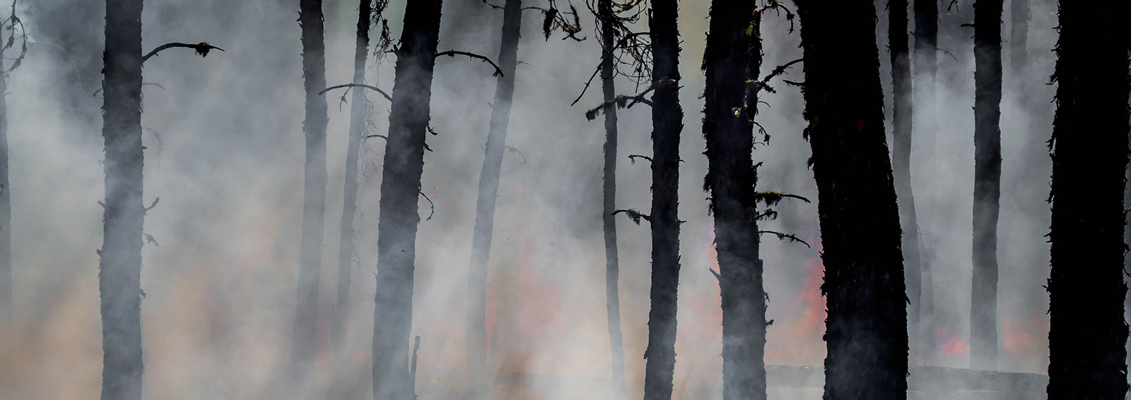 Smoke in a forest