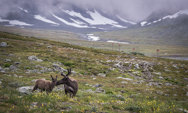 2 reindeer at the base of a mountain.