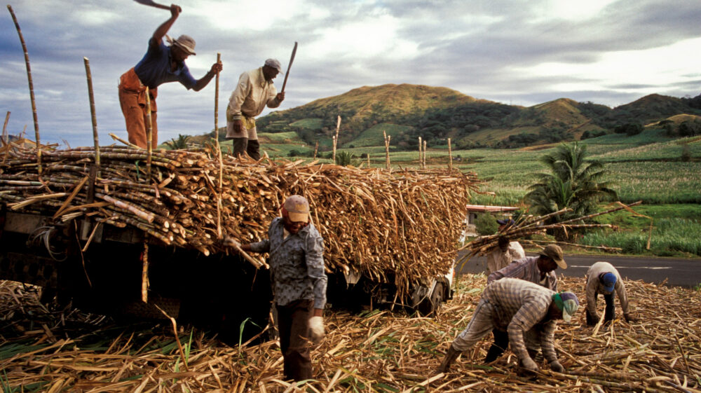 Field workers chopping sugar cane on a farm in Fiji.