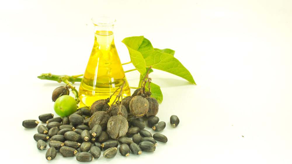 Jatropha is a plant that provides seed oil and is currently extracted from Jatropha oil to replace renewable diesel fuel.