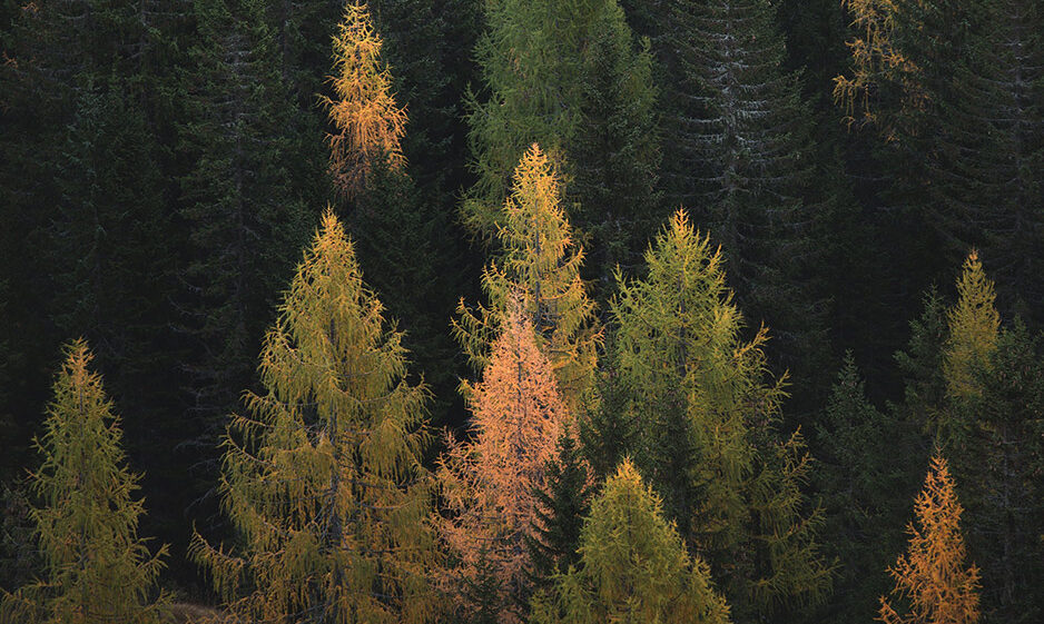 Trees