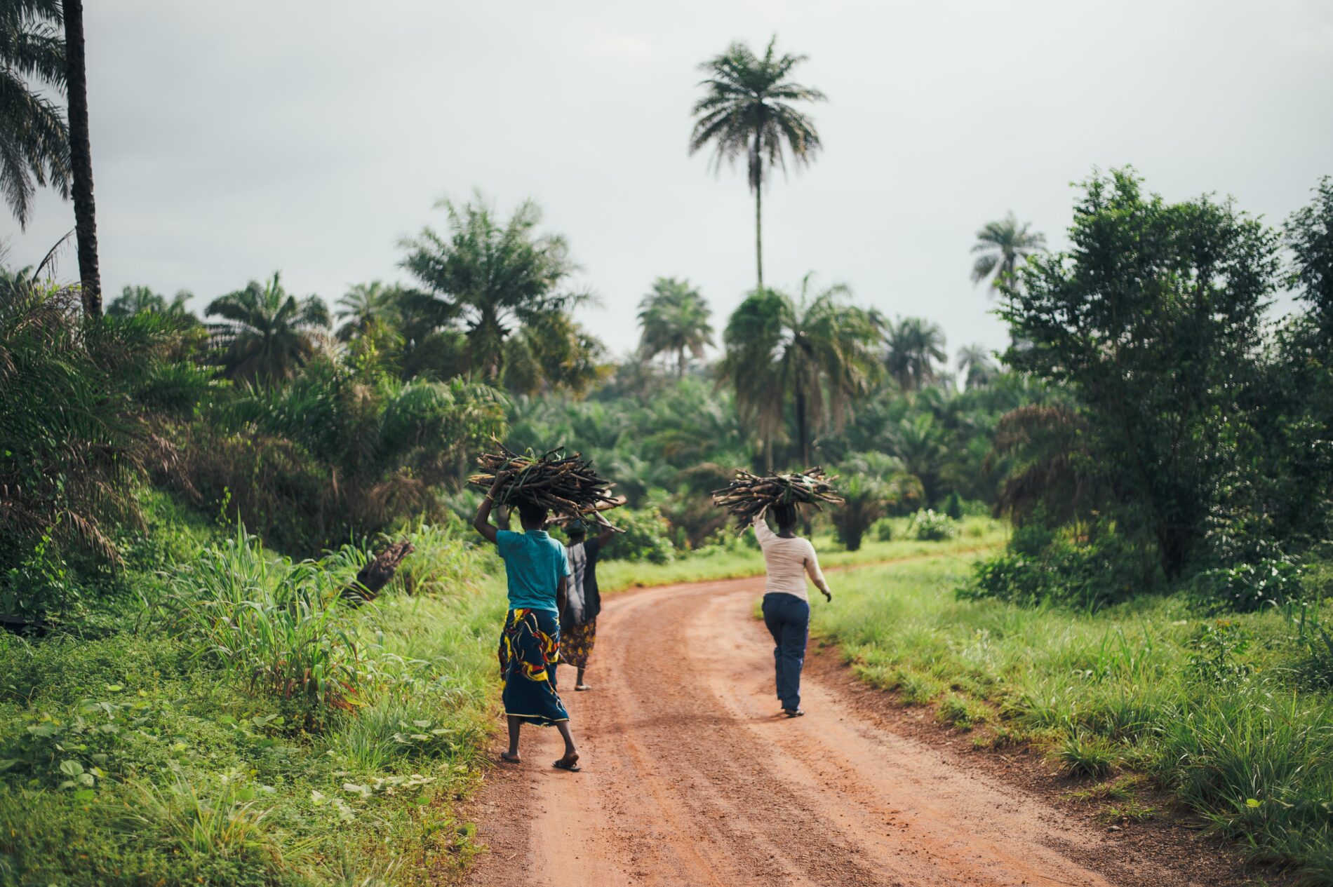 Women carrying firewood on their heads in forested area on dirt path, Sierra Leone