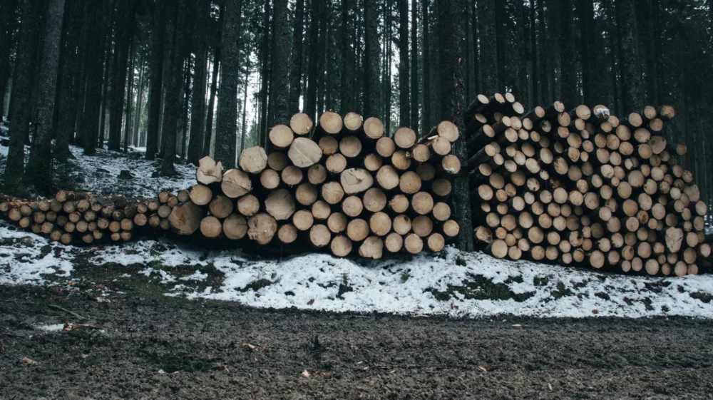 log stacks in forest