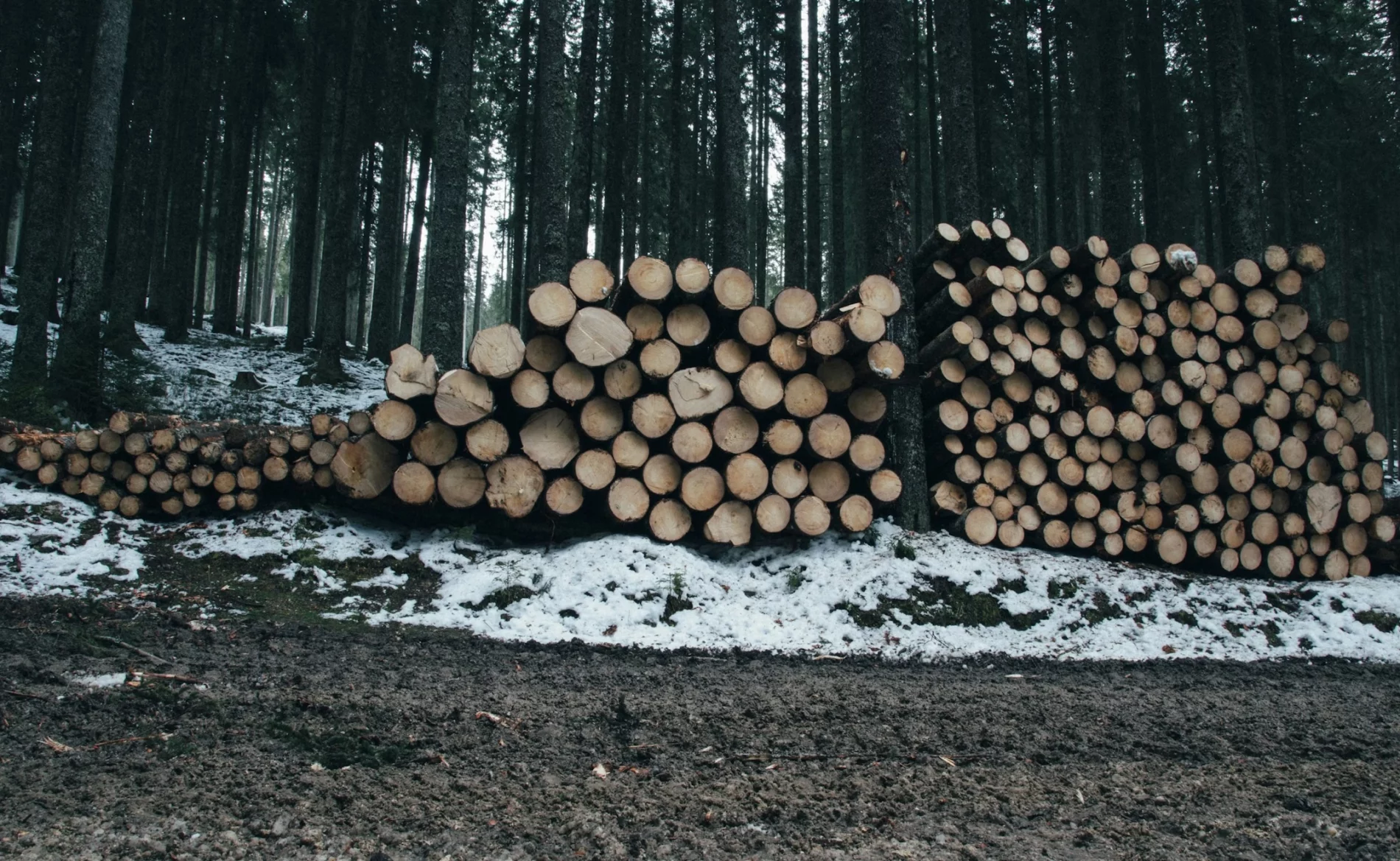 log stacks in forest