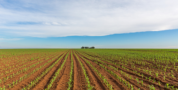 Field of maize in South Africa