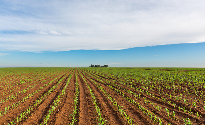 Field of maize in South Africa