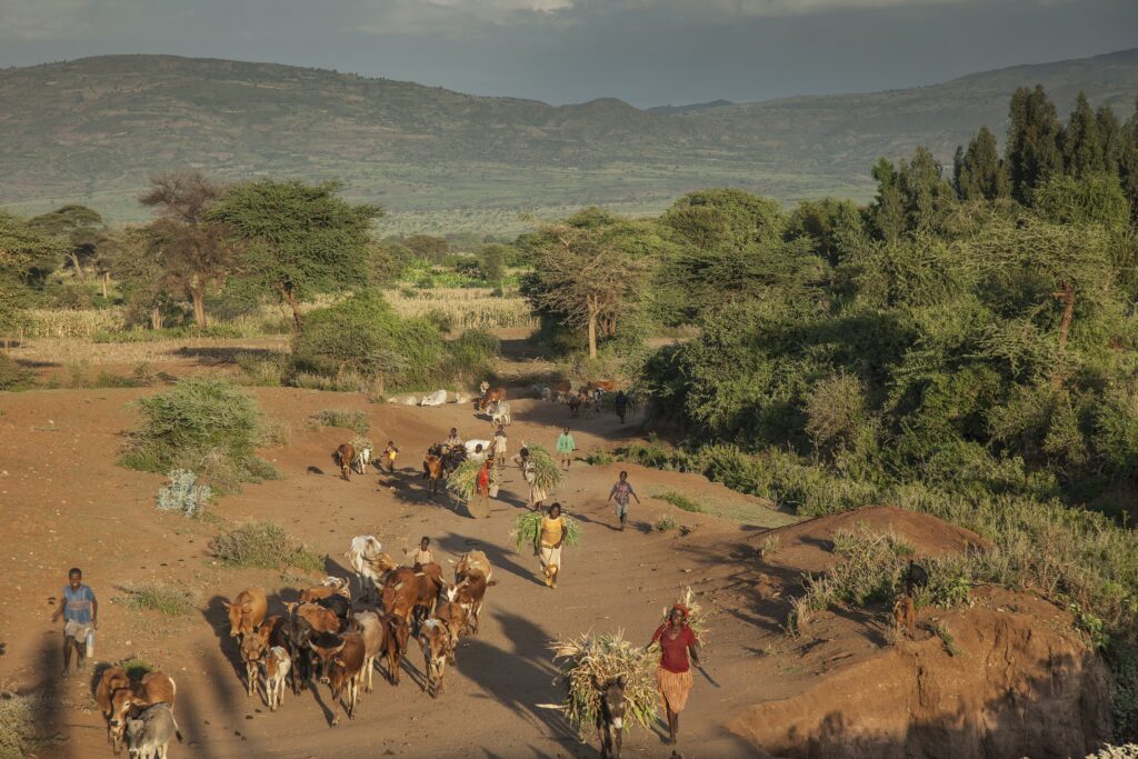 Farmers guiding herd of cattle.