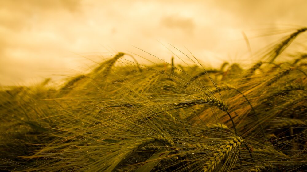 Photo of wheat field -close-up. Source Pixabay/schiebel_christoph
