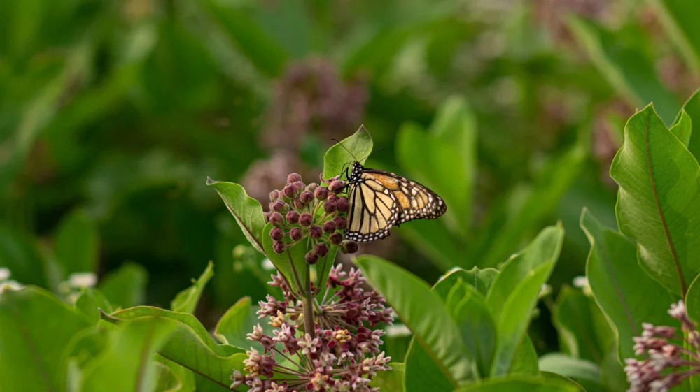 butterfly perched on milkweed plant