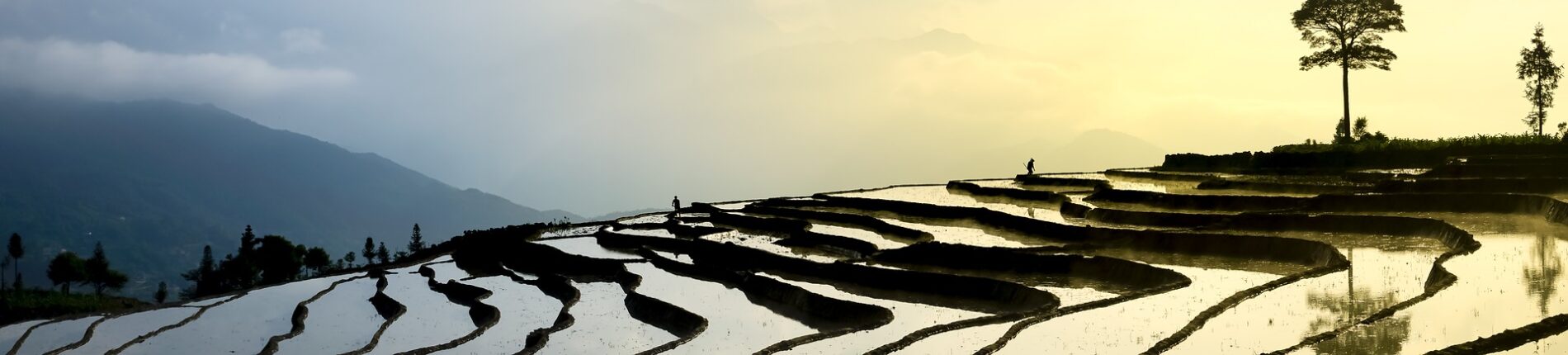 Rice fields in Vietnam