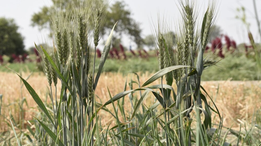 Photo of wheat in a field - Source Pixabay