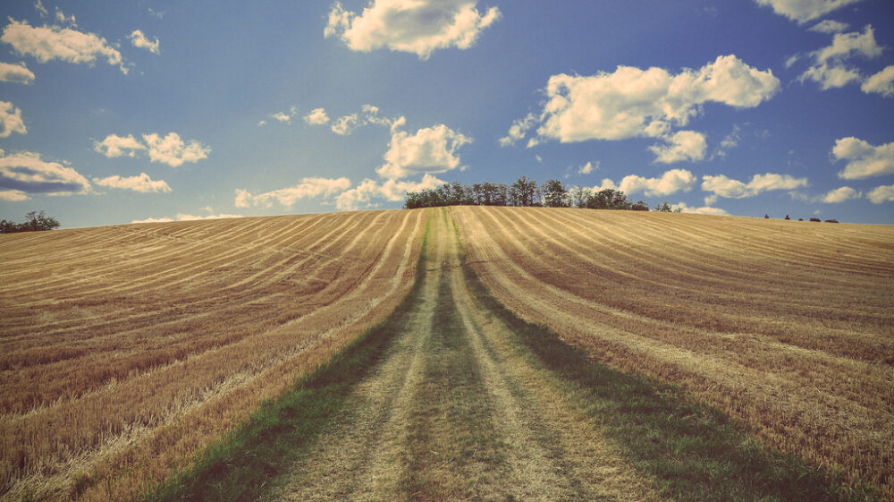 field and blue sky