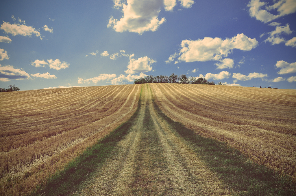 field and blue sky