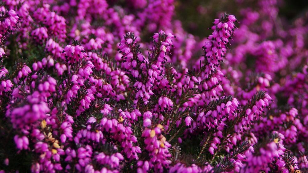 Photo of Calluna vulgaris - https://pixabay.com/en/heather-calluna-vulgaris-purple-315807/