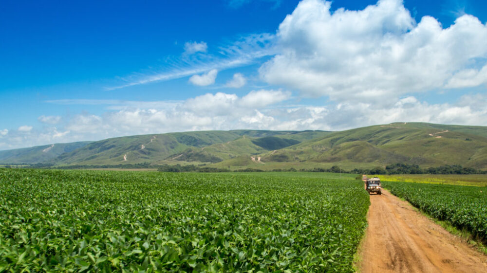 Soybean plantation in Brazil.