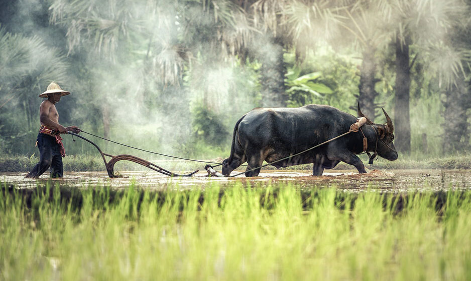 Farmer cultivating a field with a buffalo