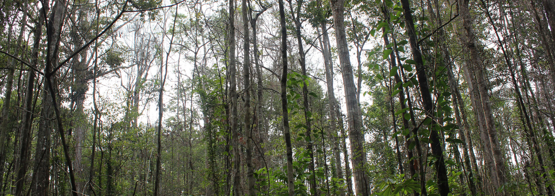 Logged and burned forest