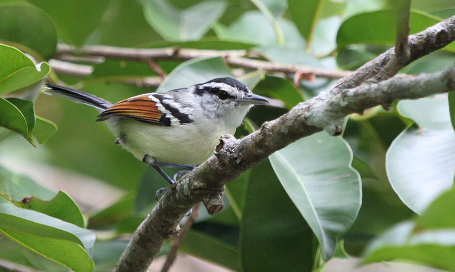 Rufous-winged antwren