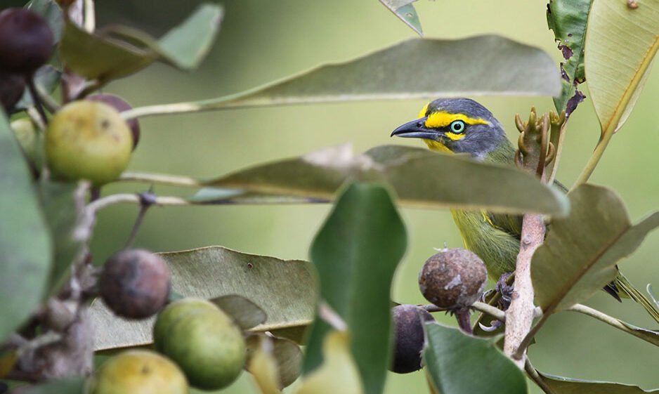 A small songbird hiding amongst tree branches