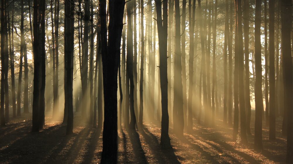 A photo of sunlight through a forest Photo by Valeriy Andrushko on Unsplash