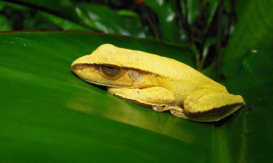 A yellow tree frog in Brazil