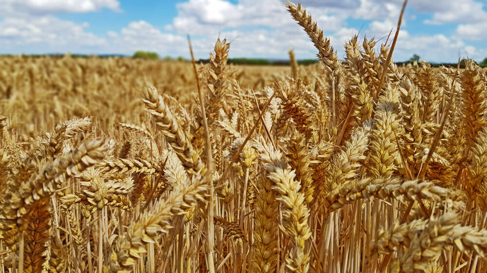 Photo Wheat Field Howard Cambridge/SEI