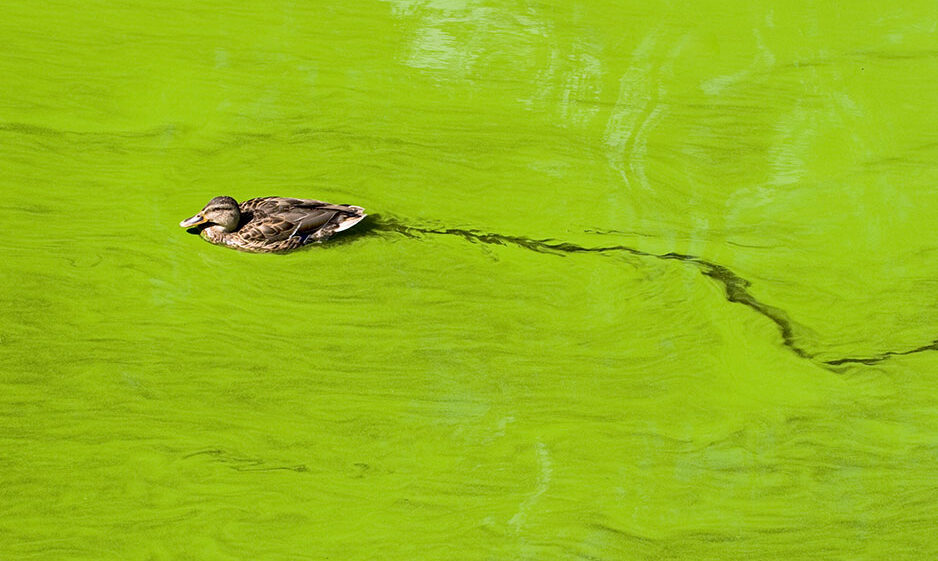 A duck swimming in water filled with algae