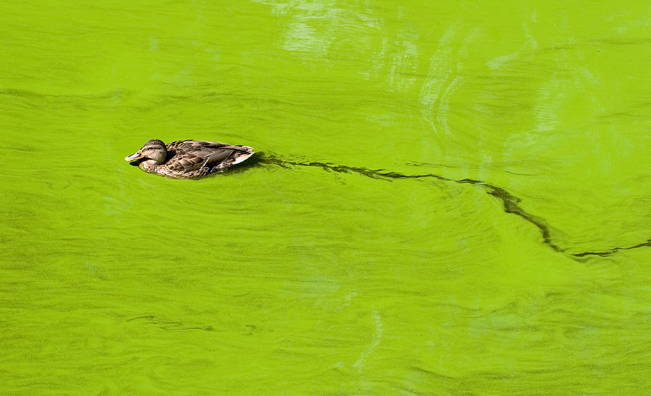 A duck swimming in water filled with algae