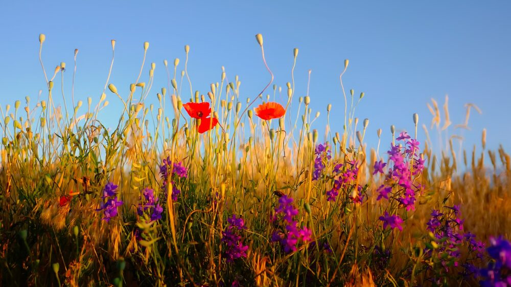 Wildflowers