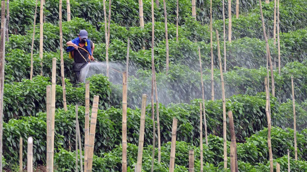 Pesticide spraying in Cauca, Colombia
