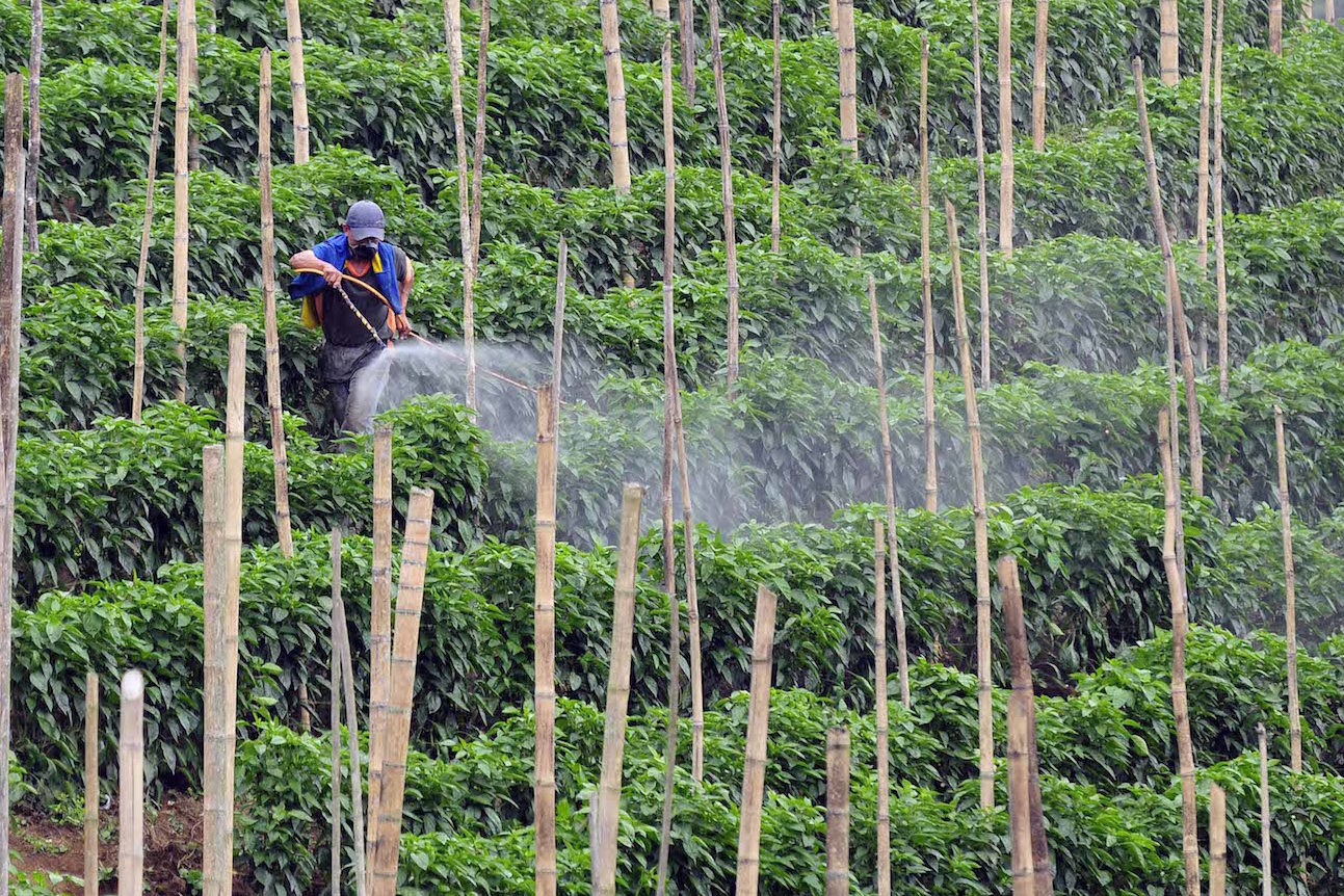 Pesticide spraying in Cauca, Colombia