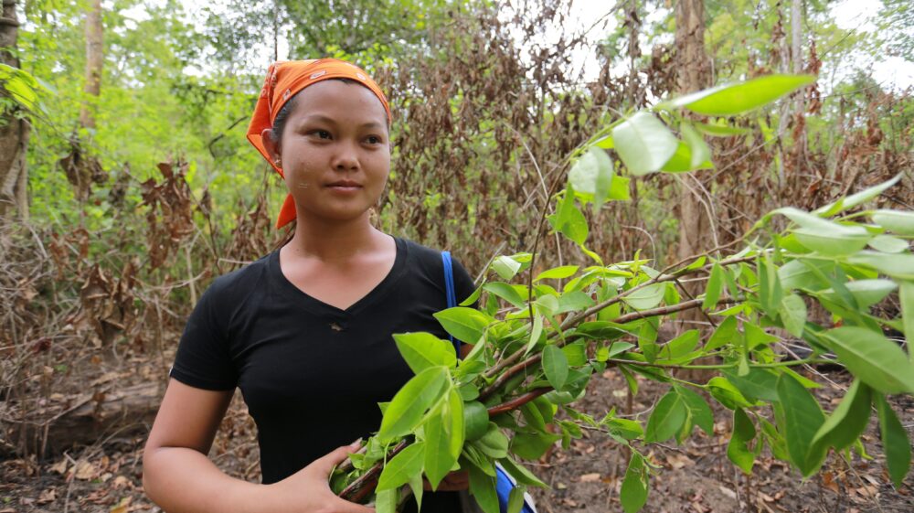Woman collects forest herbs