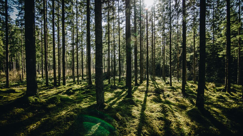 Forest Photo - linda-sondergaard-441594-unsplash