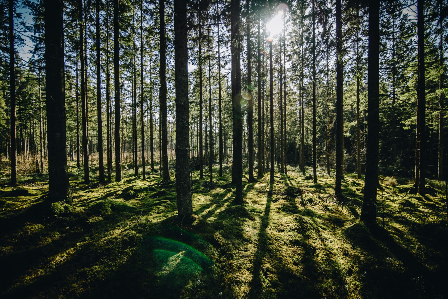 Forest Photo - linda-sondergaard-441594-unsplash