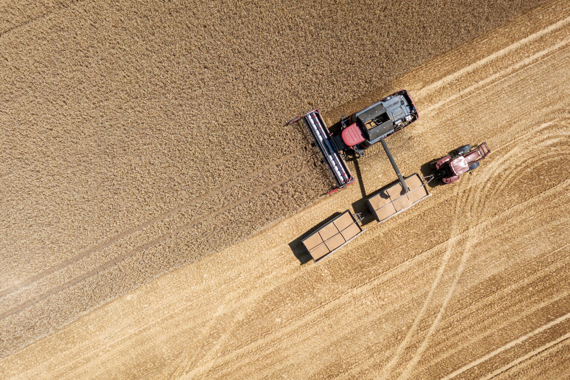 Harvesting wheat. Photo: Taikrixel / Getty