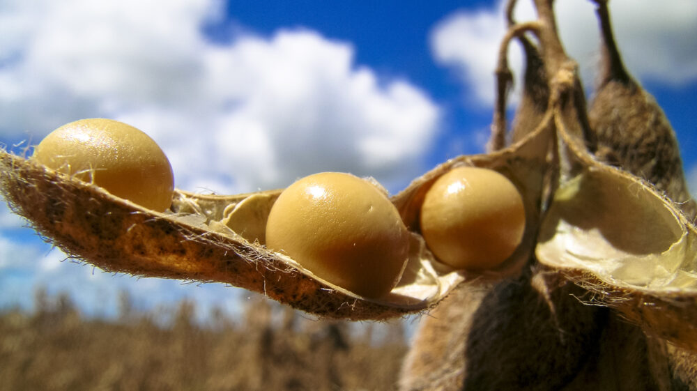 Ripe soybeans