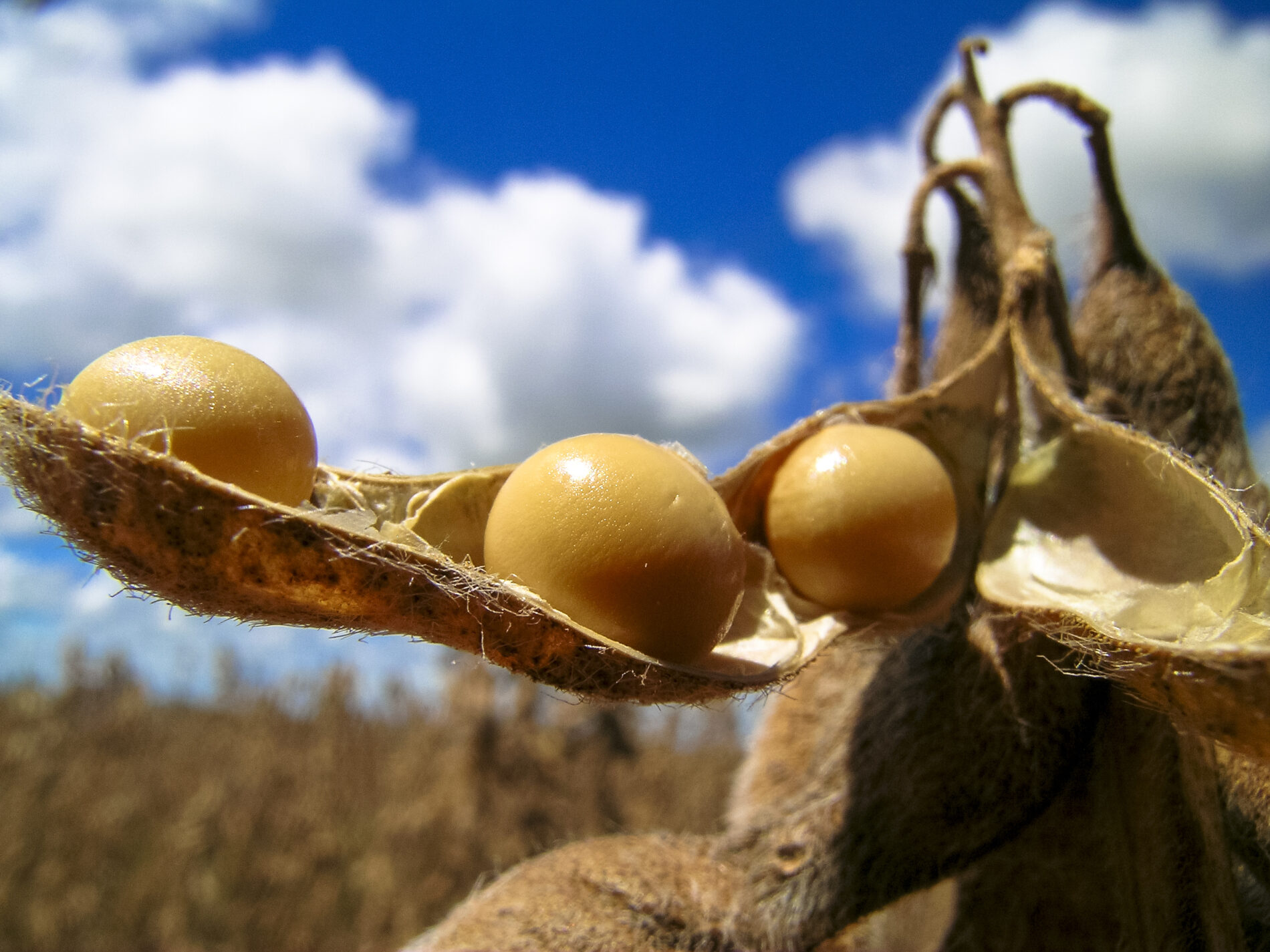 Ripe soybeans