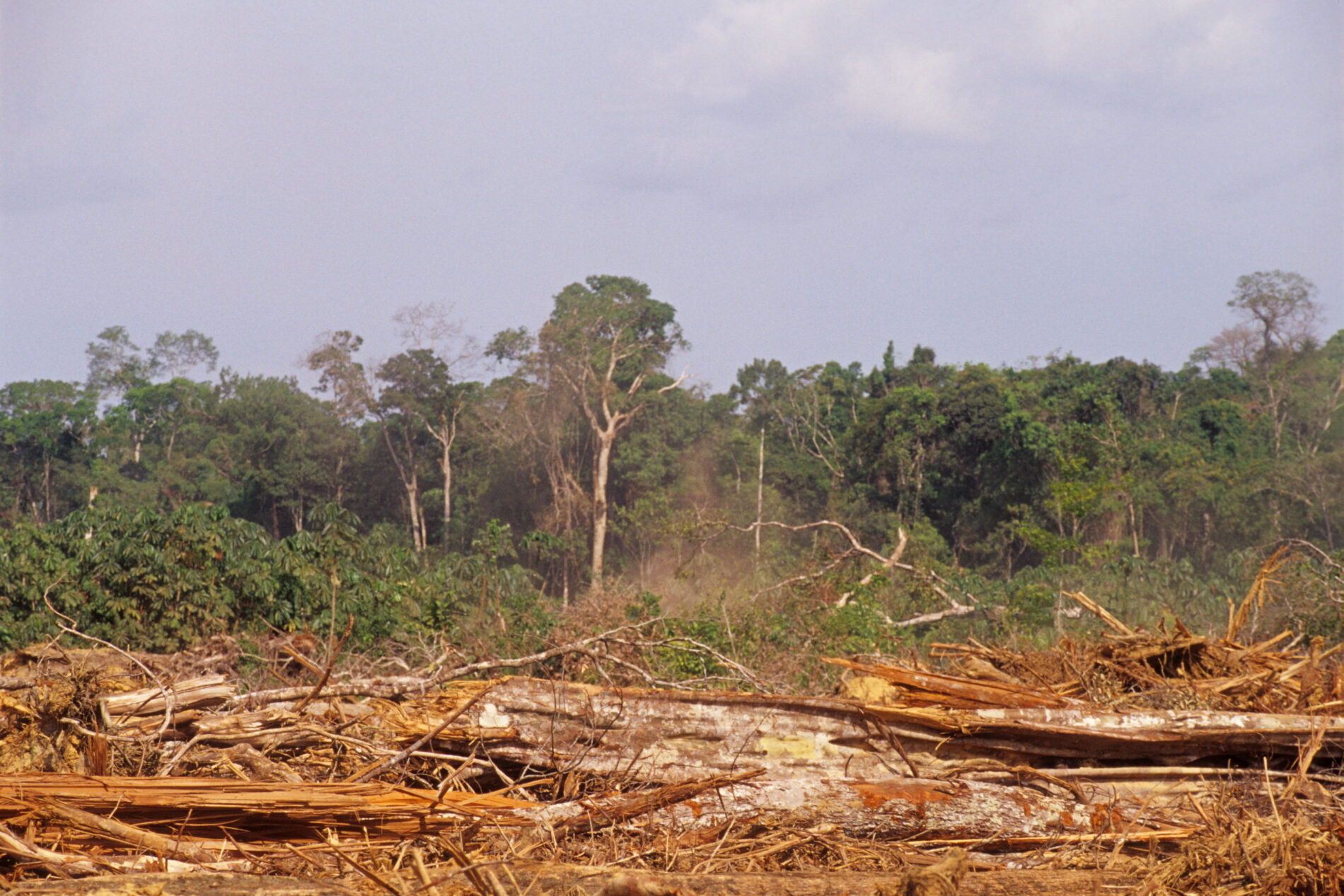 Deforestation in the Brazilian Amazon.