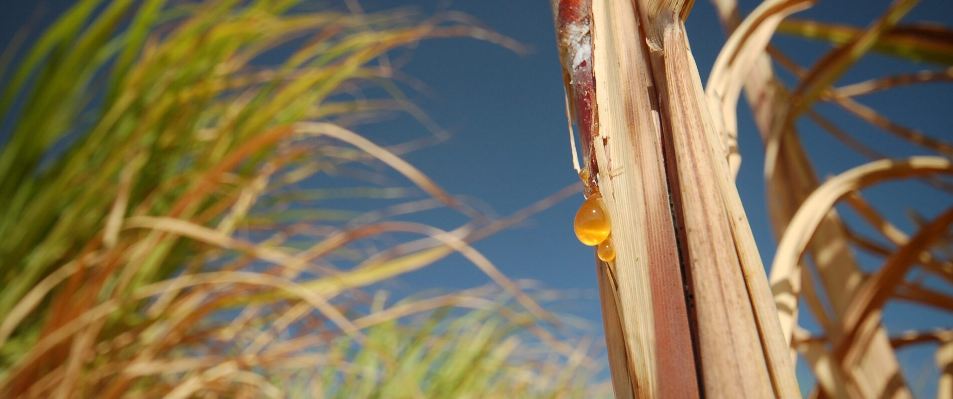 A bead of sap on a sugar cane under a clear blue sky in Upper Egypt, North Africa.